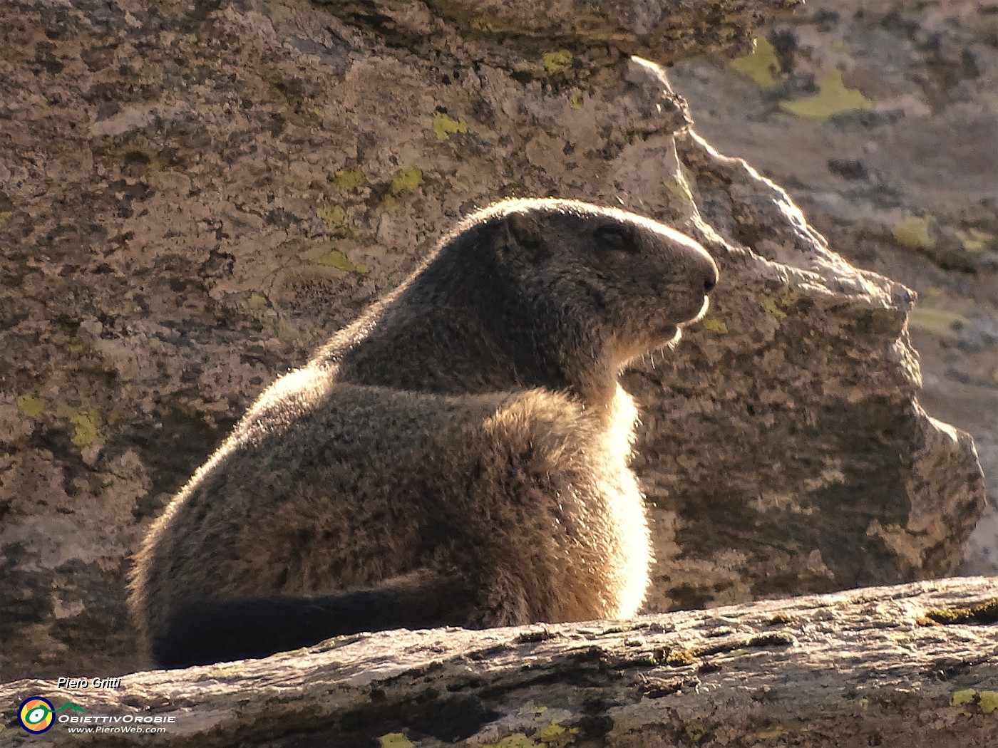 62 Marmotta su roccioni ci osserva.JPG